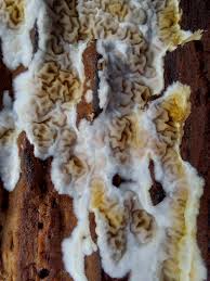 Attēlu rezultāti vaicājumam “Symphytocarpus flaccidus spores”