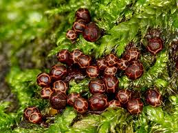 Attēlu rezultāti vaicājumam “Trichia botrytis”