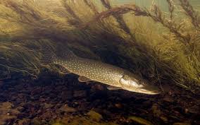 Image result for Esox lucius