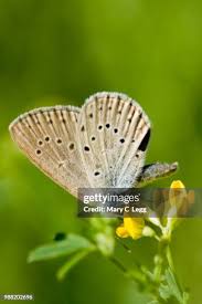 Attēlu rezultāti vaicājumam “Maculinea teleius”
