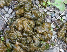 Attēlu rezultāti vaicājumam “Nostoc commune”