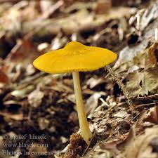 Attēlu rezultāti vaicājumam “Pluteus leoninus”