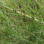 Attēlu rezultāti vaicājumam “Schoenus ferrugineus flower”