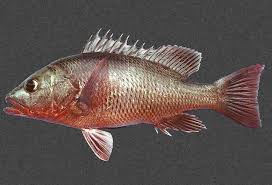 Image result for Lutjanus colorado