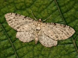 Attēlu rezultāti vaicājumam “Anticollix sparsata”