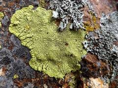 Attēlu rezultāti vaicājumam “Bacidia subincompta”