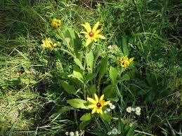 Attēlu rezultāti vaicājumam “Rudbeckia hirta var. pulcherrima”