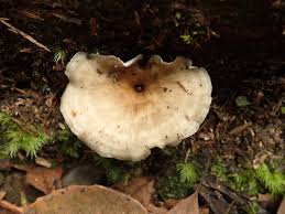 Attēlu rezultāti vaicājumam “Polyporus melanopus”