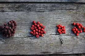 Attēlu rezultāti vaicājumam “x Sorbaronia fallax”