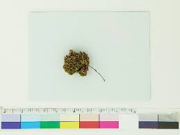 Attēlu rezultāti vaicājumam “Cephaloziella hampeana”