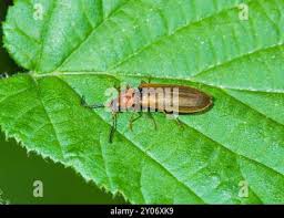 Attēlu rezultāti vaicājumam “Denticollis linearis”