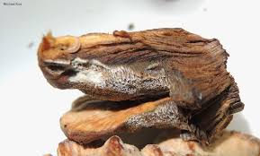 Attēlu rezultāti vaicājumam “Inonotus radiatus”