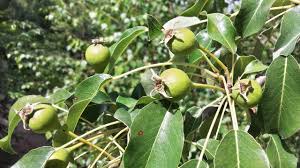 Attēlu rezultāti vaicājumam “Pyrus pyraster”