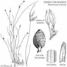 Attēlu rezultāti vaicājumam “Rhynchospora alba fruit”