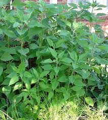 Attēlu rezultāti vaicājumam “Helianthus tuberosus leaf”