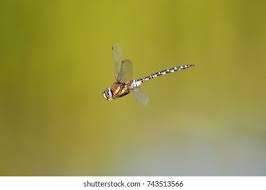 Attēlu rezultāti vaicājumam “Aeshna mixta male”