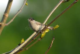 Attēlu rezultāti vaicājumam “Sylvia atricapilla male”