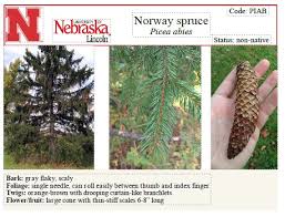 Attēlu rezultāti vaicājumam “Picea abies fruit”