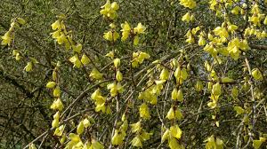 Attēlu rezultāti vaicājumam “Forsythia suspensa flower”