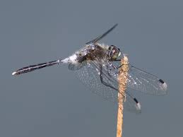 Attēlu rezultāti vaicājumam “Leucorrhinia”