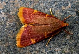 Attēlu rezultāti vaicājumam “Hypsopygia costalis”