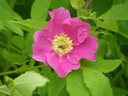 Attēlu rezultāti vaicājumam “Rosa majalis”