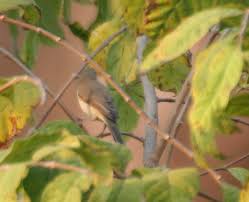 Image result for Hippolais caligata