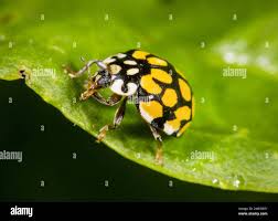 Attēlu rezultāti vaicājumam “Sospita vigintiguttata”