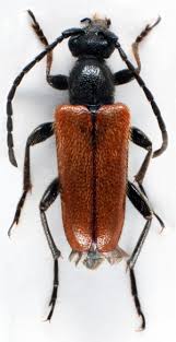 Attēlu rezultāti vaicājumam “Pseudovadonia livida”