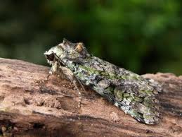 Attēlu rezultāti vaicājumam “Anaplectoides prasina”