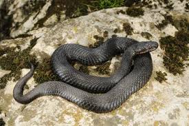 Attēlu rezultāti vaicājumam “Vipera berus adult”