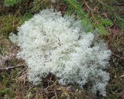 Attēlu rezultāti vaicājumam “Cladonia”