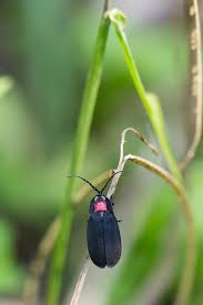 Attēlu rezultāti vaicājumam “Lamproderma debile”