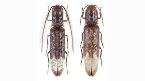 Attēlu rezultāti vaicājumam “Elateridae”