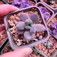 Image result for Mehikasvi