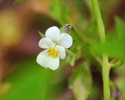 Attēlu rezultāti vaicājumam “Viola arvensis flower”