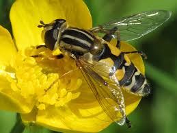Attēlu rezultāti vaicājumam “Helophilus sp.”