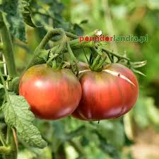 Afbeeldingsresultaat voor 1884 purple tomato