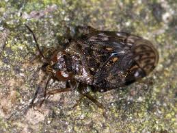 Attēlu rezultāti vaicājumam “Saldula saltatoria”