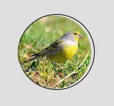 Image result for Carduelis citrinella