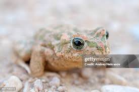 Attēlu rezultāti vaicājumam “Pseudepidalea viridis”