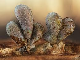 Attēlu rezultāti vaicājumam “Cribraria violacea”