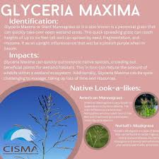 Attēlu rezultāti vaicājumam “Glyceria maxima”