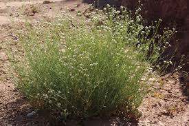 Attēlu rezultāti vaicājumam “Gypsophila fastigiata leaf”