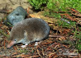 Attēlu rezultāti vaicājumam “Sorex araneus”