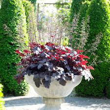 Image result for HEUCHERA americana 'Palace Purple Auslese'