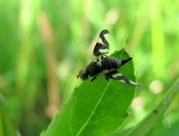 Attēlu rezultāti vaicājumam “Urophora cardui”