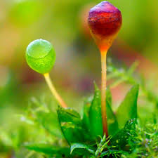 Attēlu rezultāti vaicājumam “Physcomitrium pyriforme sporophyte”