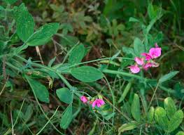 Attēlu rezultāti vaicājumam “Lathyrus latifolius leaf”