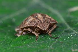 Attēlu rezultāti vaicājumam “Eurygaster testudinaria imago”